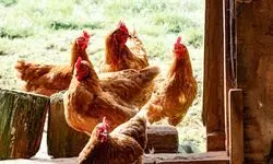 Striking a delicate balance