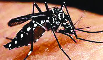 Around 55 to 60 dengue cases diagnosed in South Dinajpur Around 55 to 60 dengue cases diagnosed in South Dinajpur