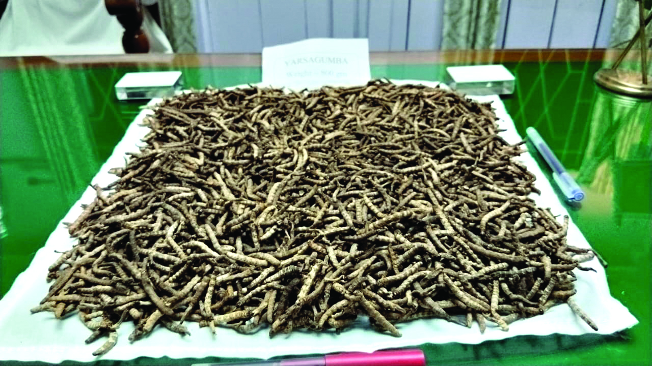 800 grams of Cordyceps recovered