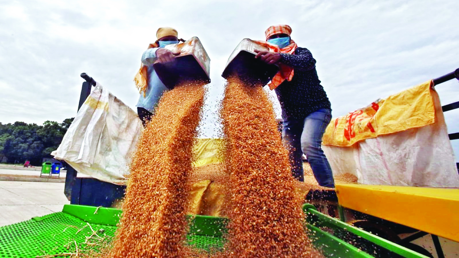 Government slashes stock limit on wheat   traders to 2,000 tonnes from 3,000 tonnes
