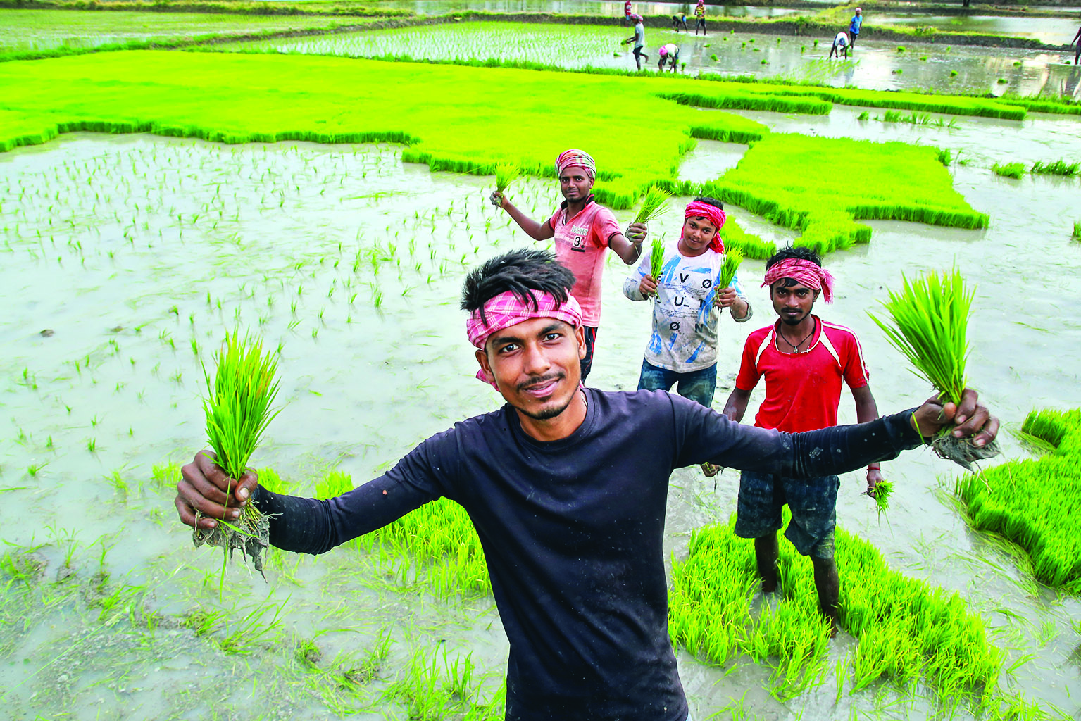 Paddy area up 2.71% so far, pulse & oilseed acreage down slightly