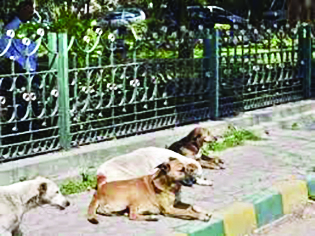 HC: Stray dog menace serious issue, needs to be addressed with urgency HC: Stray dog menace serious issue, needs to be addressed with urgency