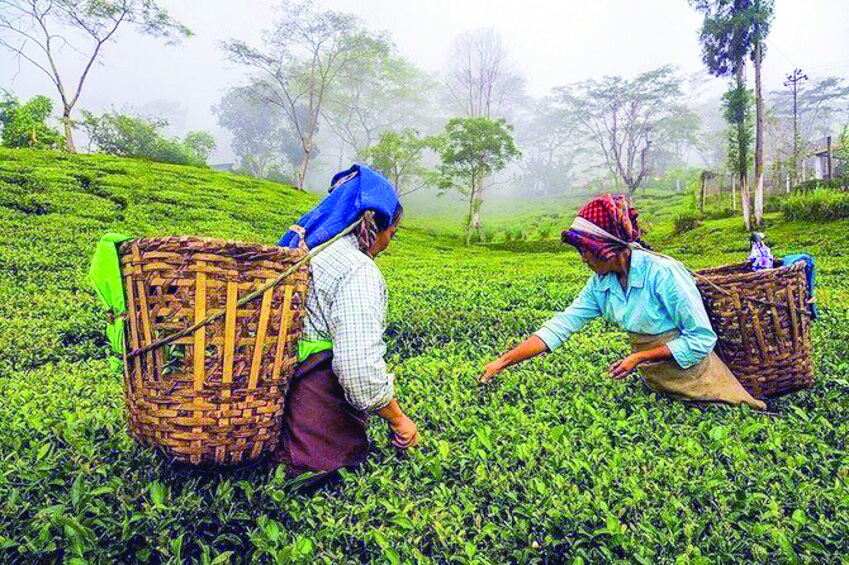 Tea Research Association initiates collaborative study to assess industry’s carbon footprint