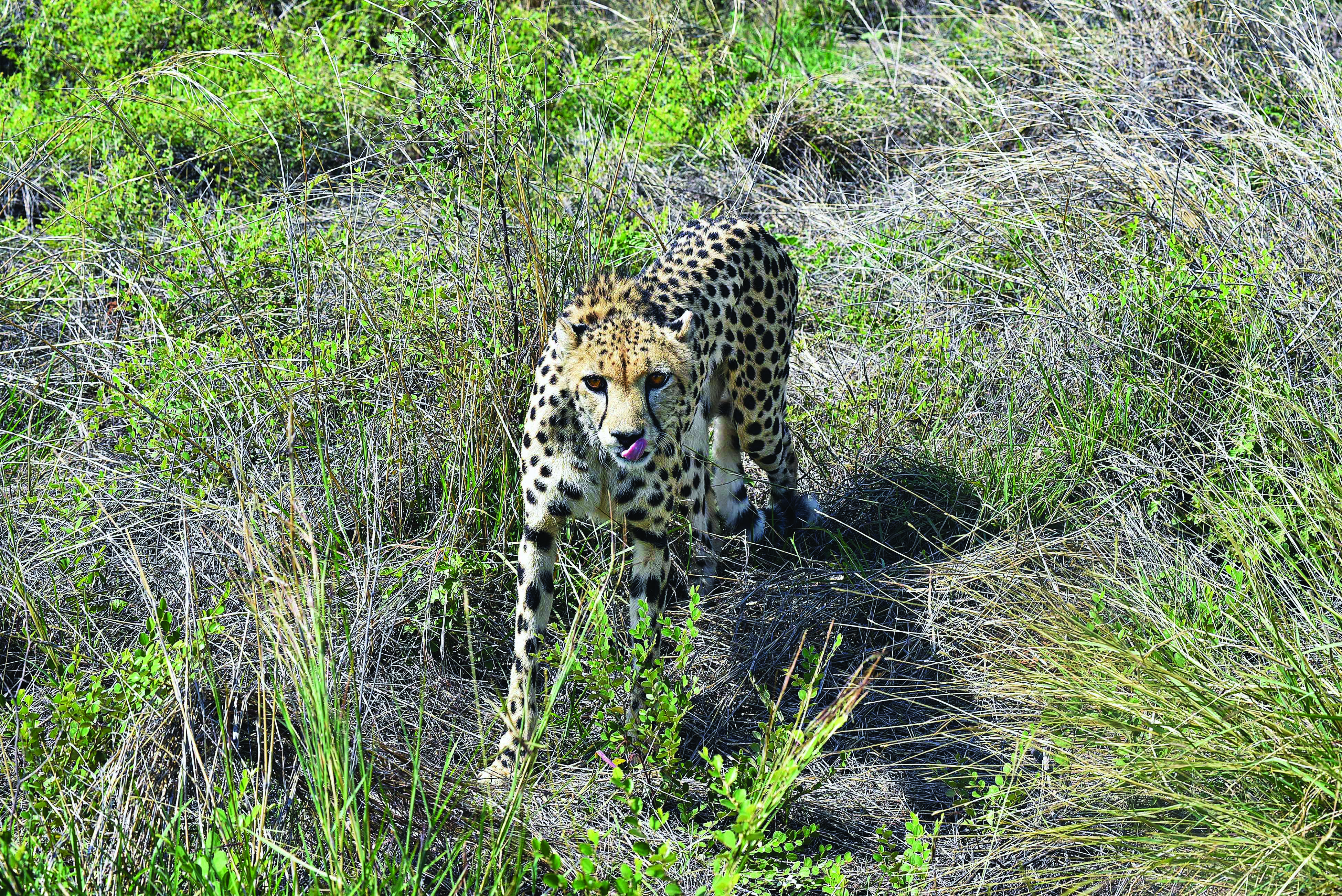 ‘Breeding at focus in Project Cheetah’s second year’ ‘Breeding at focus in Project Cheetah’s second year’