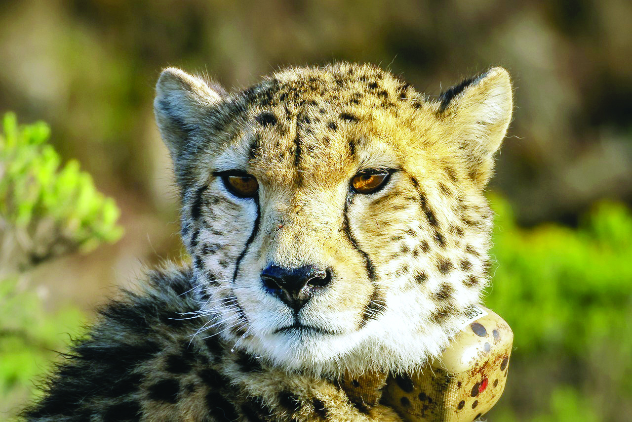‘India’s Cheetah reintroduction programme on track’ ‘India’s Cheetah reintroduction programme on track’
