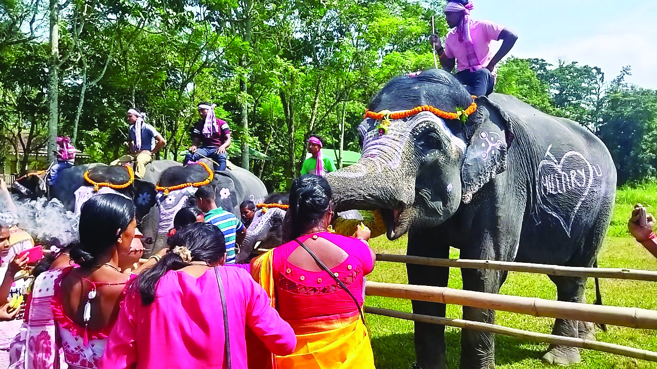 Pet elephants honoured in Gorumara National Park’s Vishwakarma Puja