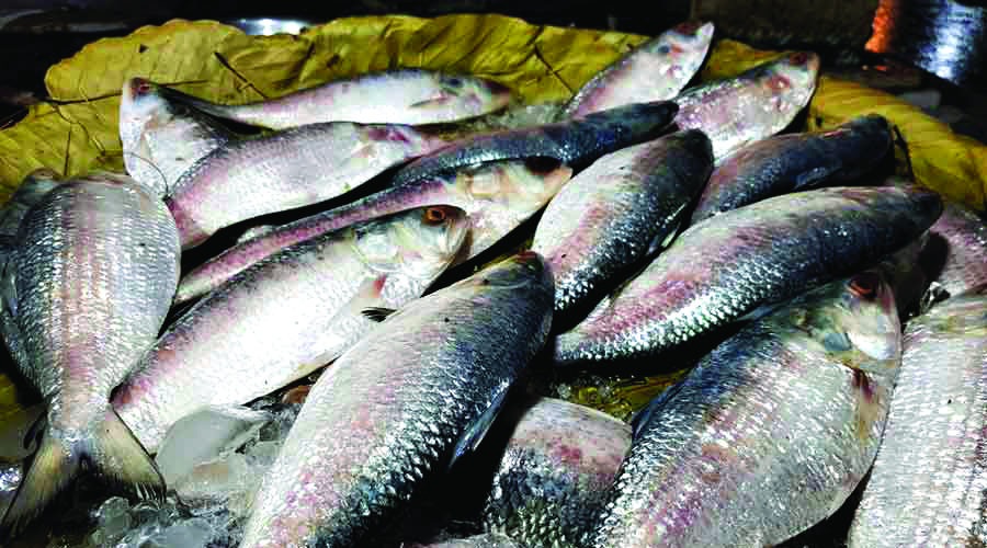 ‘Build testing lab for import of freshwater fishes and Hilsa from Bangladesh’