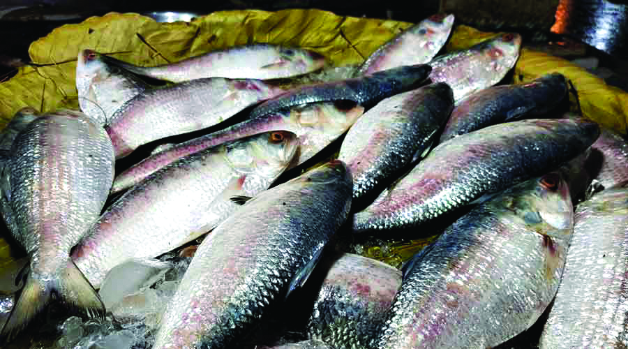 ‘Build testing lab for import of freshwater fishes and Hilsa from Bangladesh’ ‘Build testing lab for import of freshwater fishes and Hilsa from Bangladesh’
