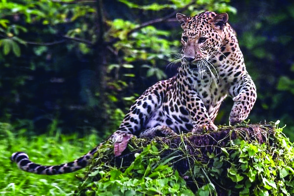 At least 3 minors injured in leopard attack in Alipurduar At least 3 minors injured in leopard attack in Alipurduar