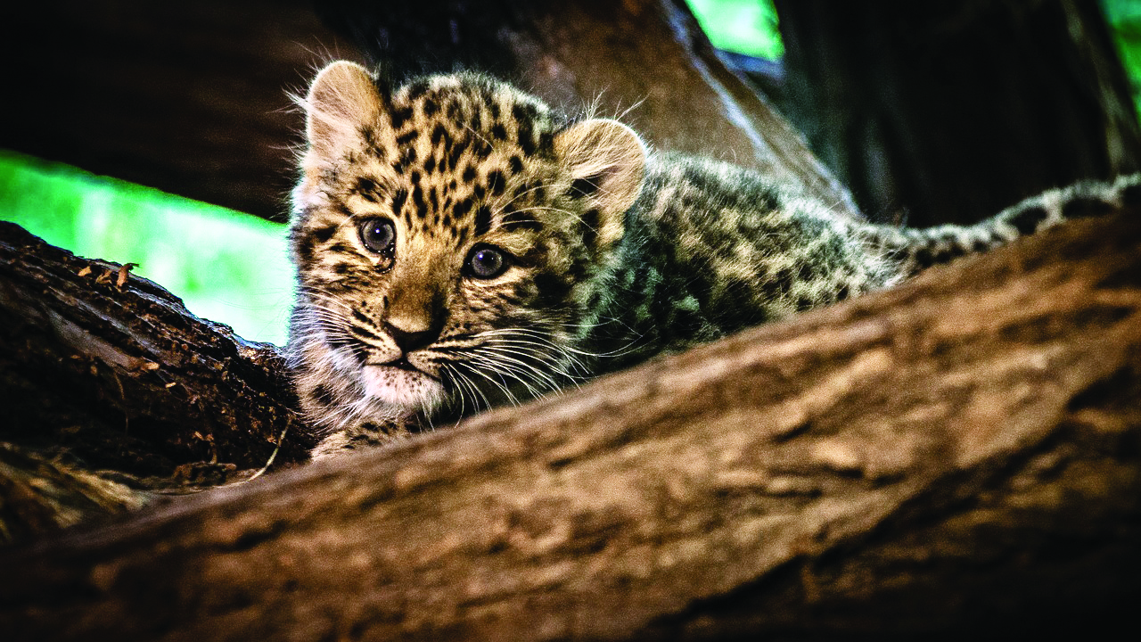 7 leopard cubs die at Bengaluru Biological Park after virus attack 7 leopard cubs die at Bengaluru Biological Park after virus attack