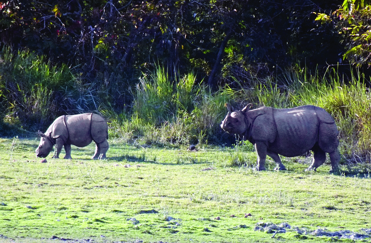 ‘Greater one-horned rhinos thriving in India despite poaching threat’ ‘Greater one-horned rhinos thriving in India despite poaching threat’
