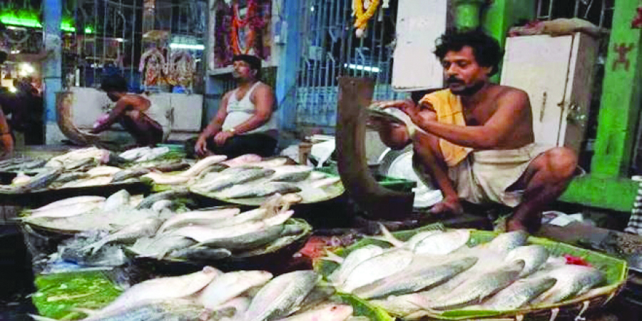 First consignment: Around 45 mt of Bangladeshi Hilsa reaches Bengal