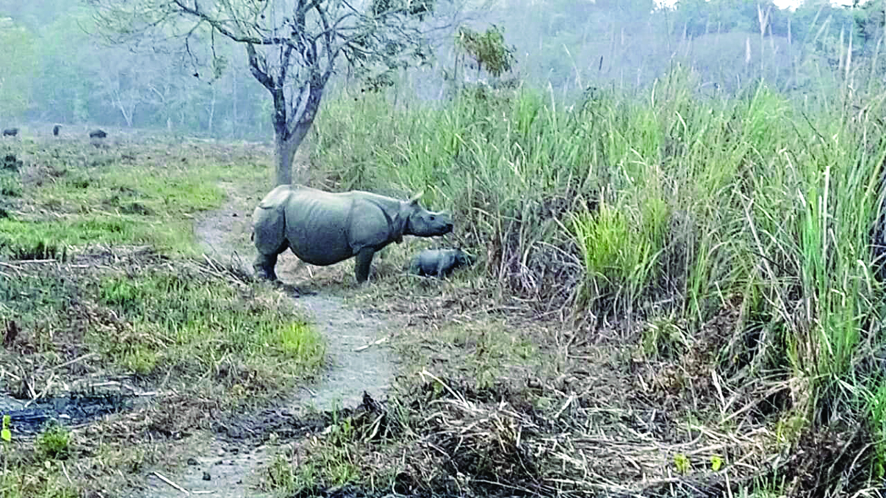 Jalpaiguri Forest dept foils rhino poaching plot Jalpaiguri Forest dept foils rhino poaching plot