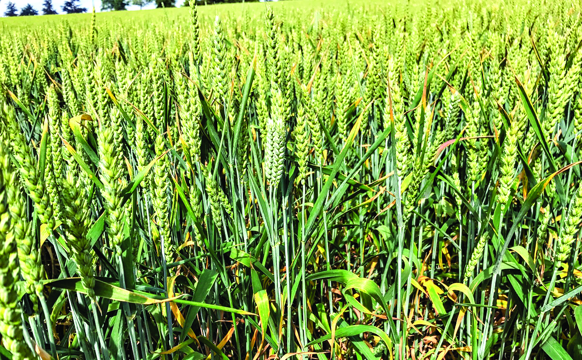 Centre aims 60% of wheat area under climate resilient varieties Centre aims 60% of wheat area under climate resilient varieties