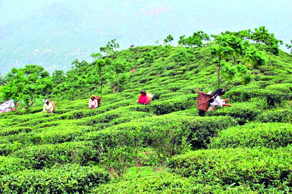 Two tea gardens close down   in Darjeeling Hills in a day