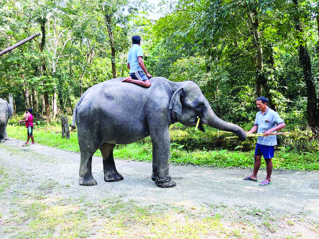 Alipurduar Forest dept plans to ramp up anti-venom stocks to save wildlife from snake bites