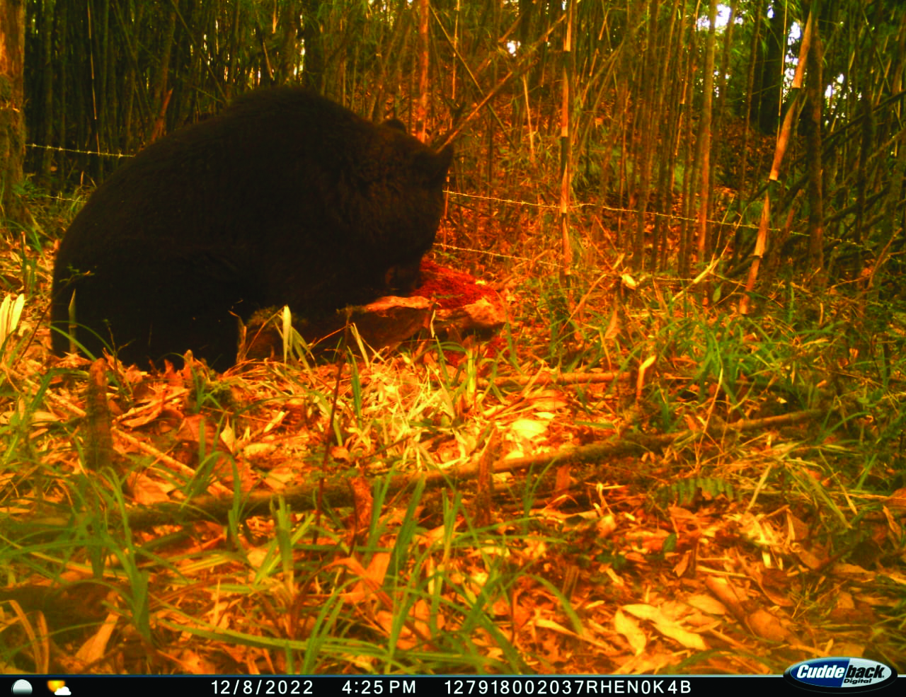Forest department to conduct census of Himalayan Black Bear in North Bengal Forest department to conduct census of Himalayan Black Bear in North Bengal