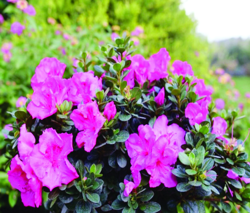 Bengal: Forest dept launches online sales portal for plants from Kandung Bengal: Forest dept launches online sales portal for plants from Kandung
