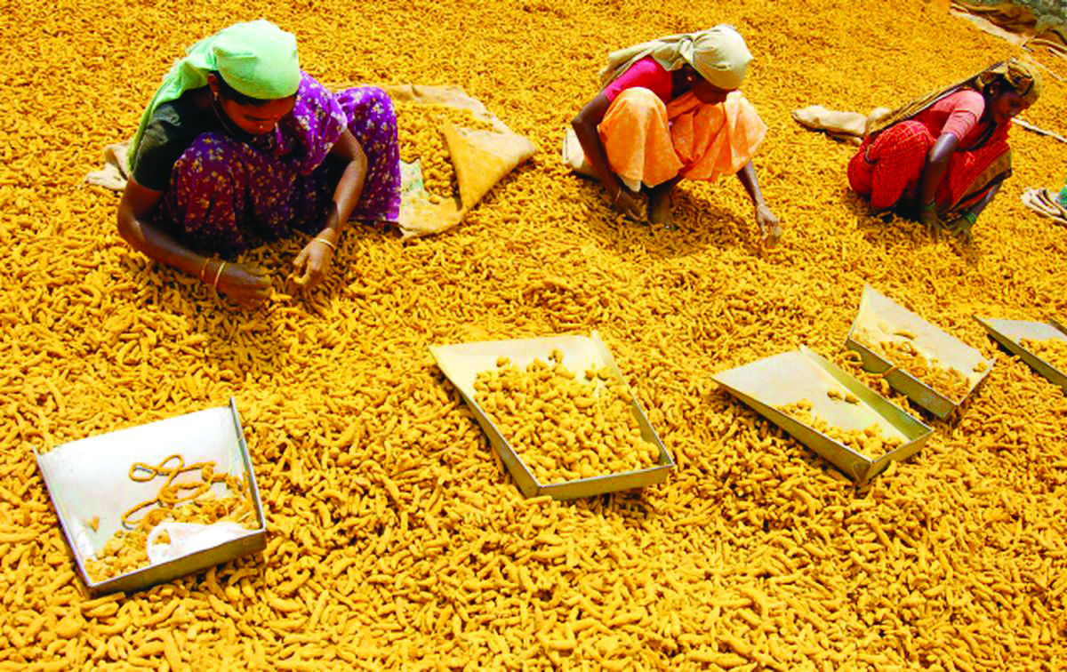 Govt sets up National Turmeric Board Govt sets up National Turmeric Board