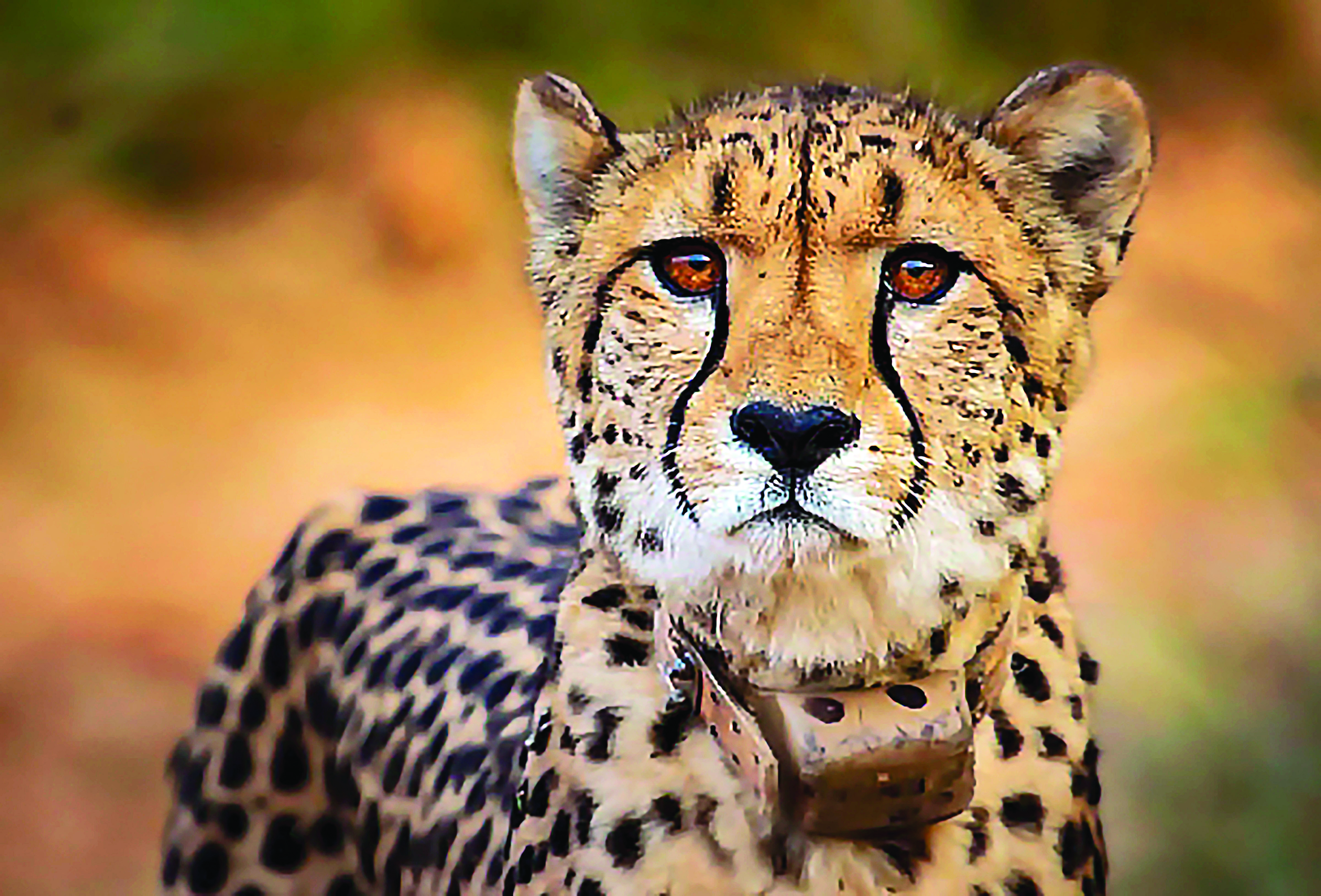 11-yr-old injured in Leopard Attack 11-yr-old injured in Leopard Attack