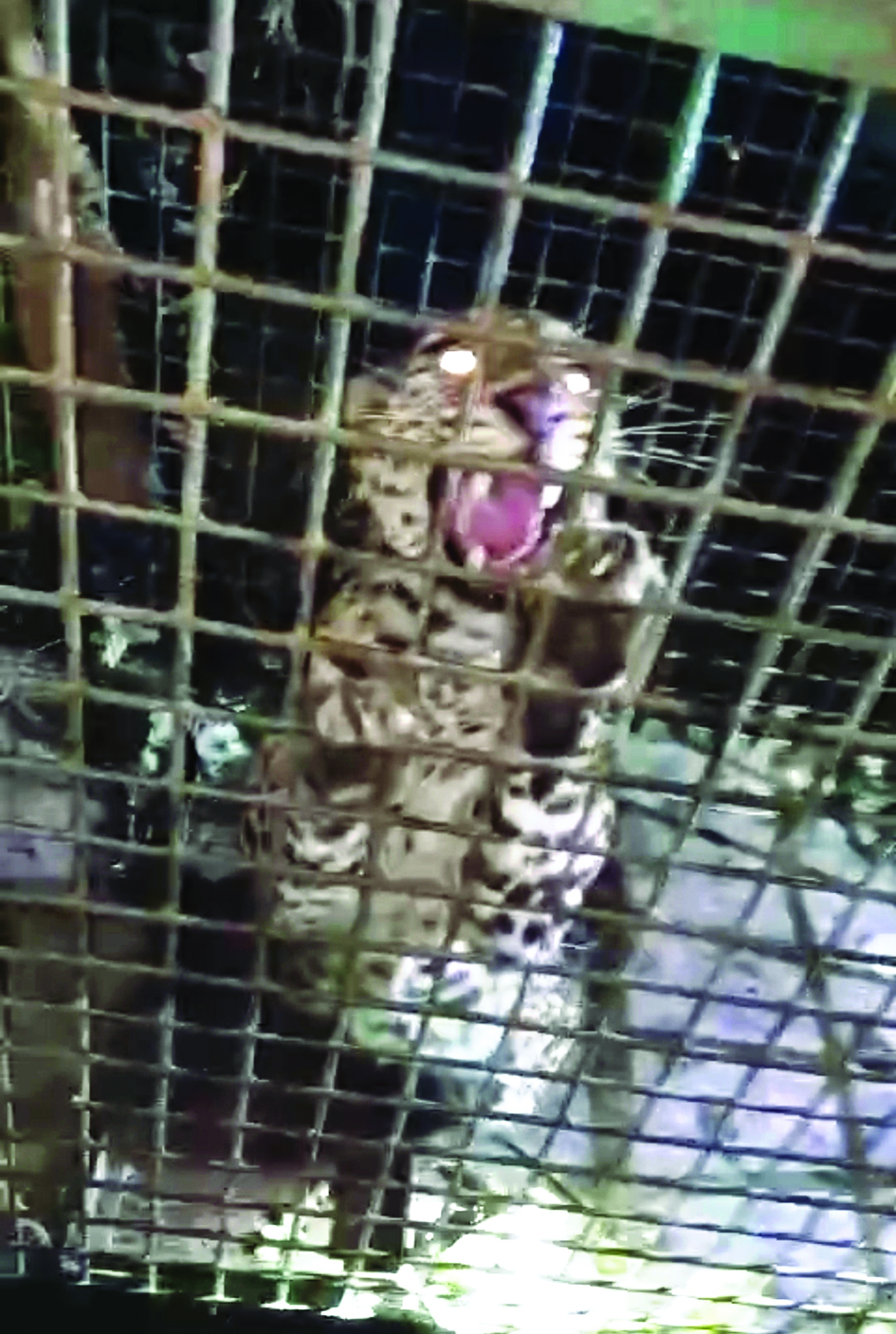 In a first in state, microchip to be implanted on caged leopard’s ear In a first in state, microchip to be implanted on caged leopard’s ear