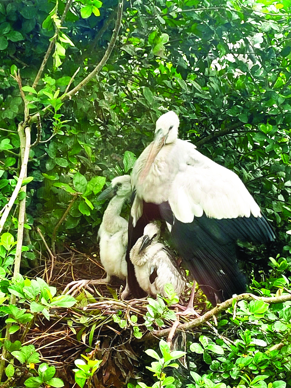 ‘Count of migratory birds at Kulik Sanctuary declines by over 20K’ ‘Count of migratory birds at Kulik Sanctuary declines by over 20K’