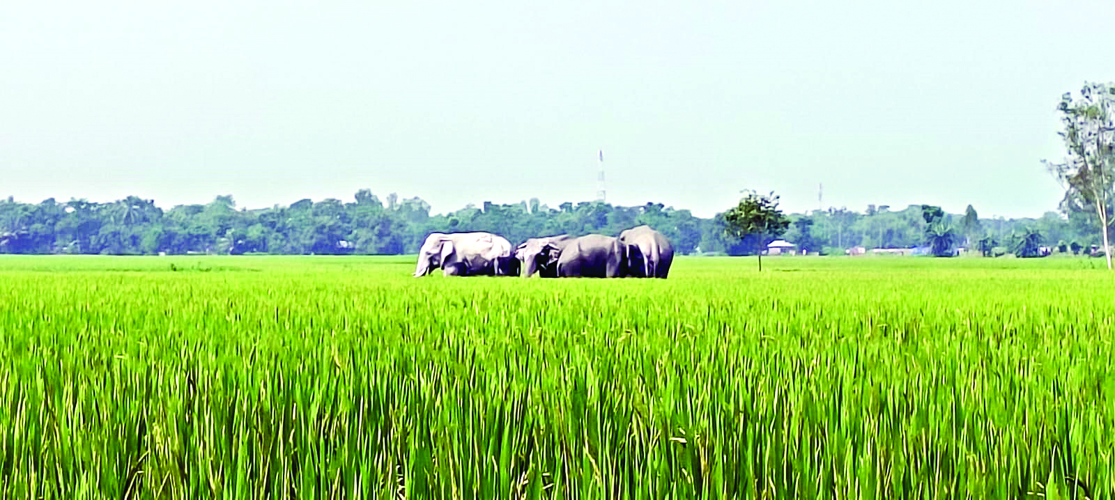 Elephants wreak havoc in   three districts of North Bengal