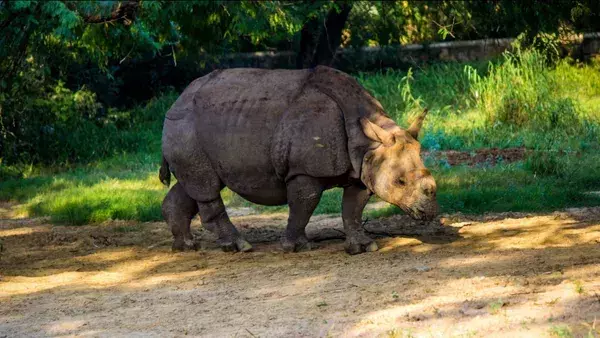 Kaziranga National Park gears up to partially open for tourists from Sunday Kaziranga National Park gears up to partially open for tourists from Sunday
