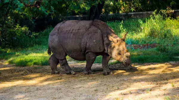 Kaziranga National Park gears up to partially open for tourists from Sunday