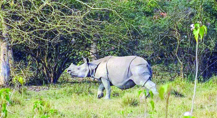 Parl panel discusses changes in wildlife protection and forest conservation laws