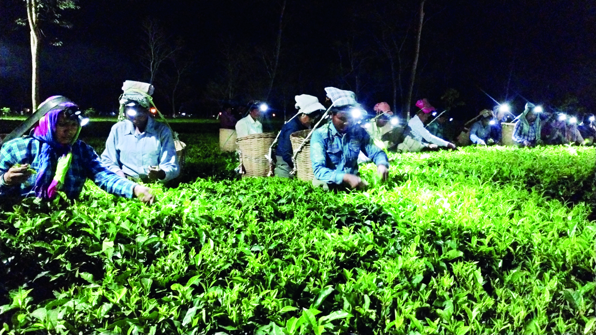 Moonlit magic: Majherdabri Tea Garden’s exclusive harvest Moonlit magic: Majherdabri Tea Garden’s exclusive harvest