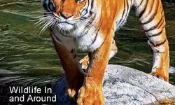 A virtual sojourn through the wild A virtual sojourn through the wild