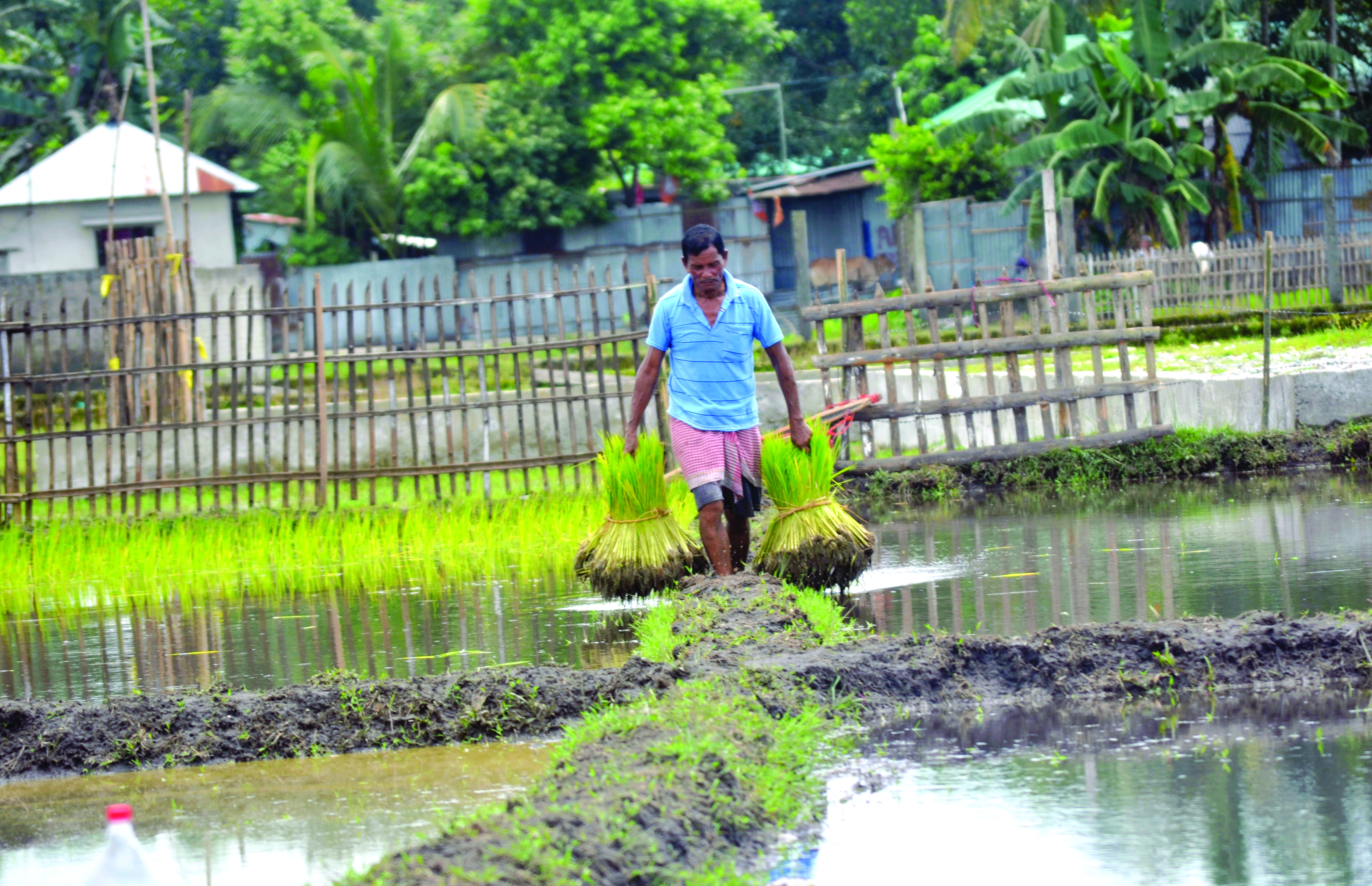 State to start procurement of paddy from November 1 State to start procurement of paddy from November 1