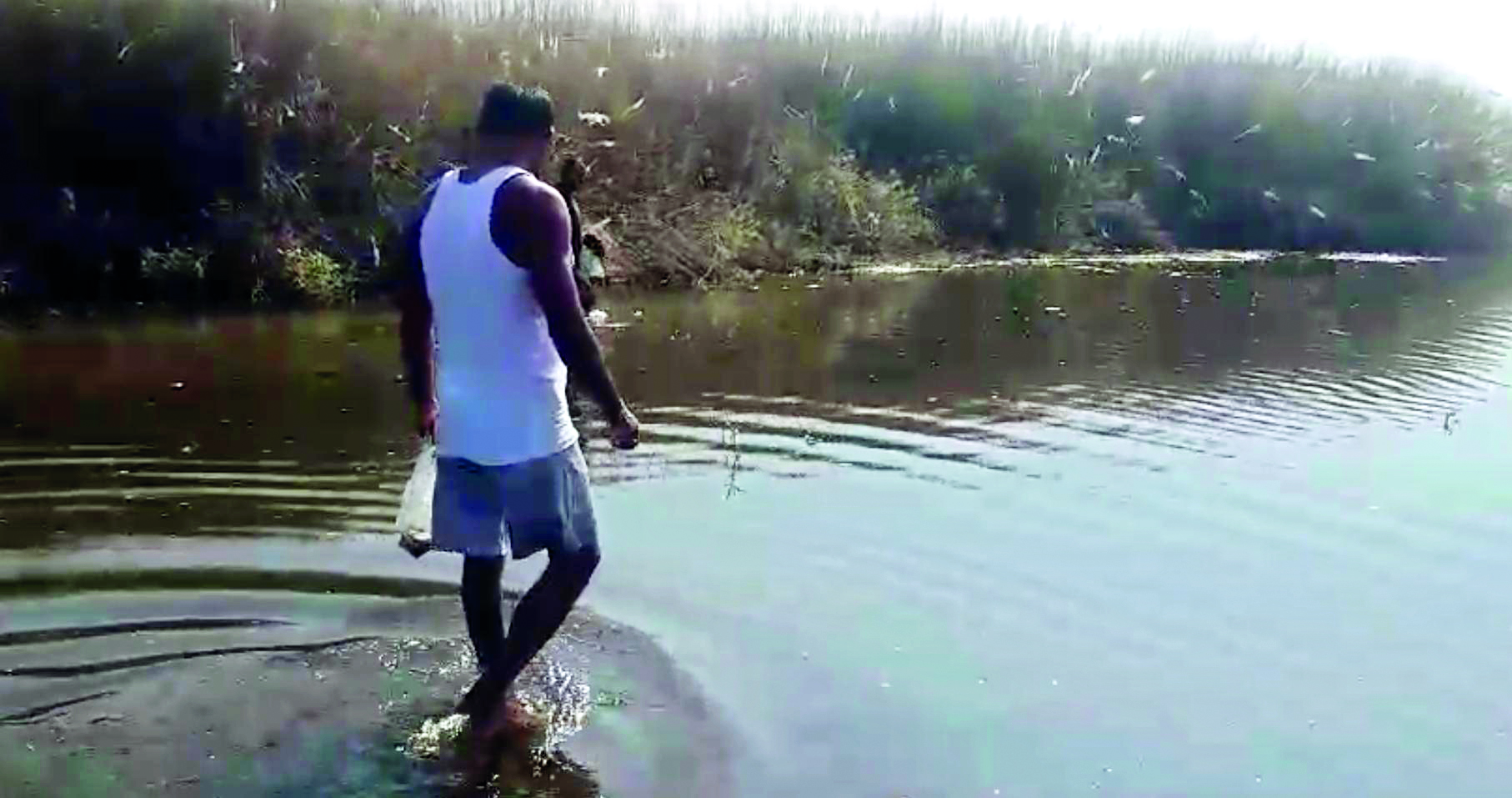 Dead fish spotted in Teesta River, probe initiated