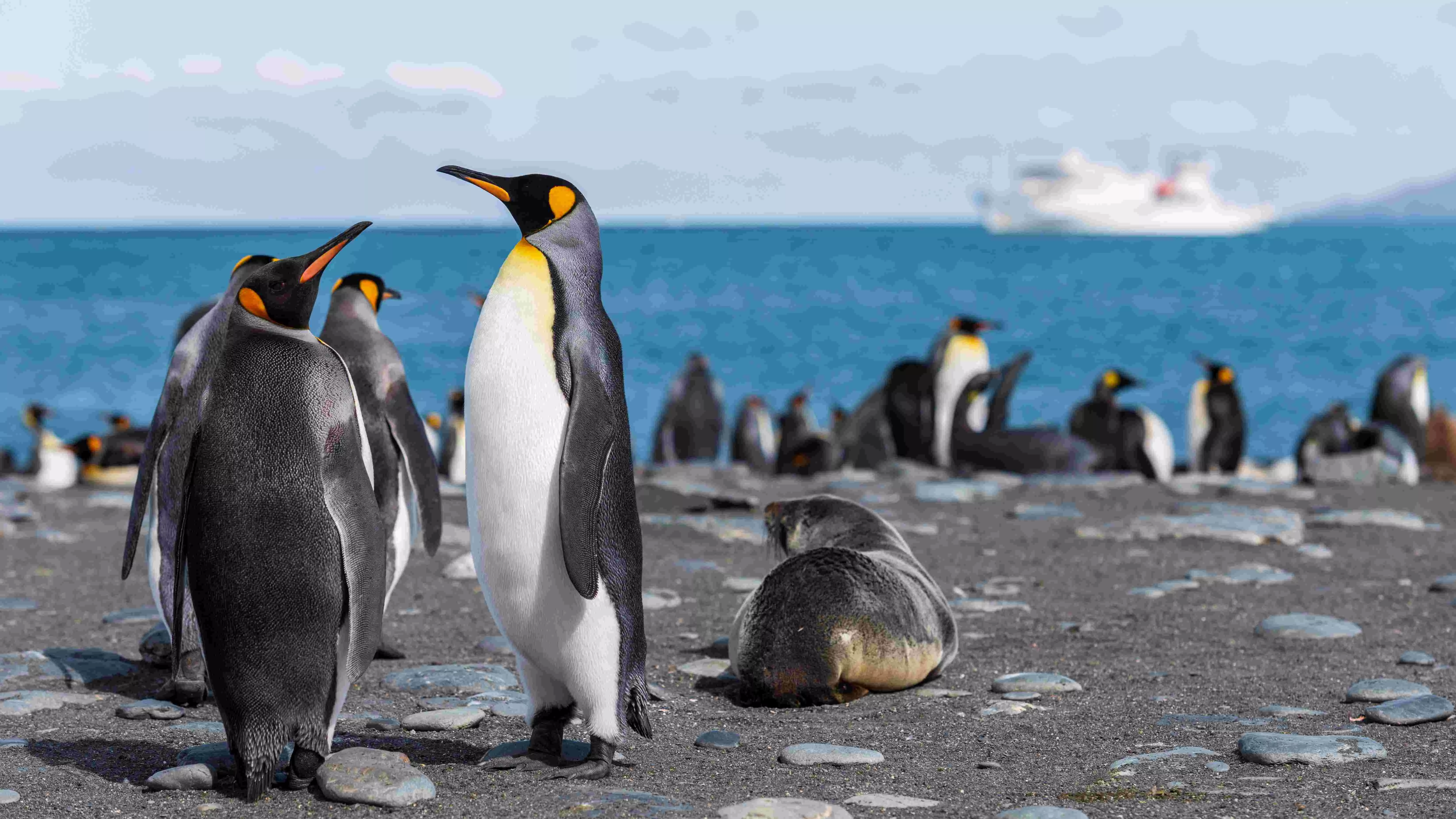 Penguins in peril