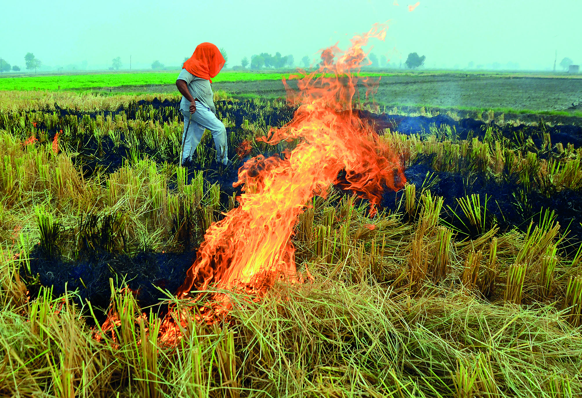 Significant drop in no. of farm fires in Punjab, Haryana this year: CAQM Significant drop in no. of farm fires in Punjab, Haryana this year: CAQM