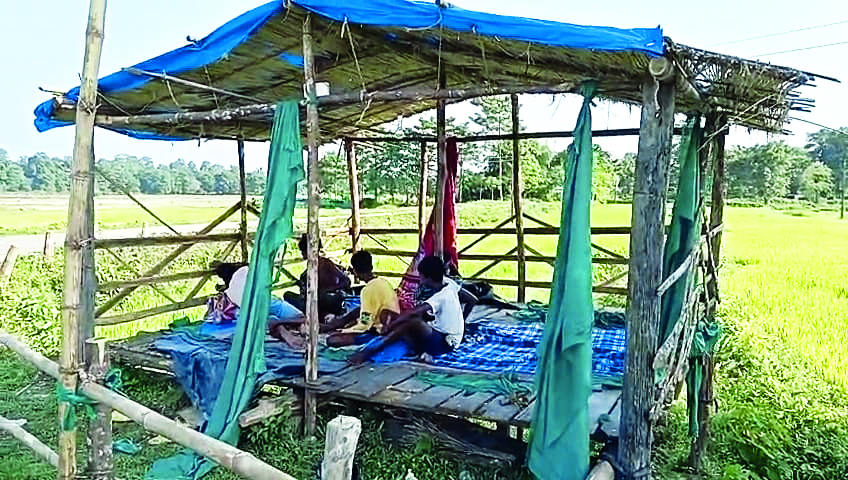 To ward off raiding jumbos, farmers set up shelters in paddy fields