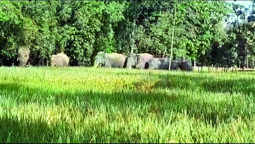 Elephant herd causes   panic in Dinhata, one hurt