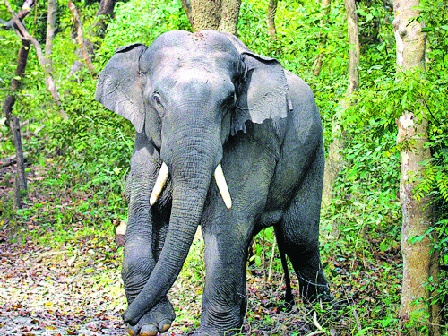 Elephant attack claims forest worker’s life Elephant attack claims forest worker’s life