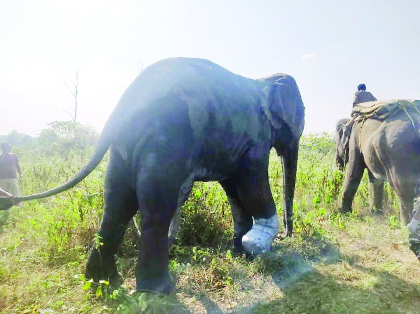 Forest teams nurse injured wild elephant back to health