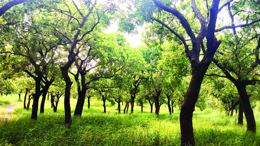 Urban forests to be created in Jalpaiguri to enhance greenery