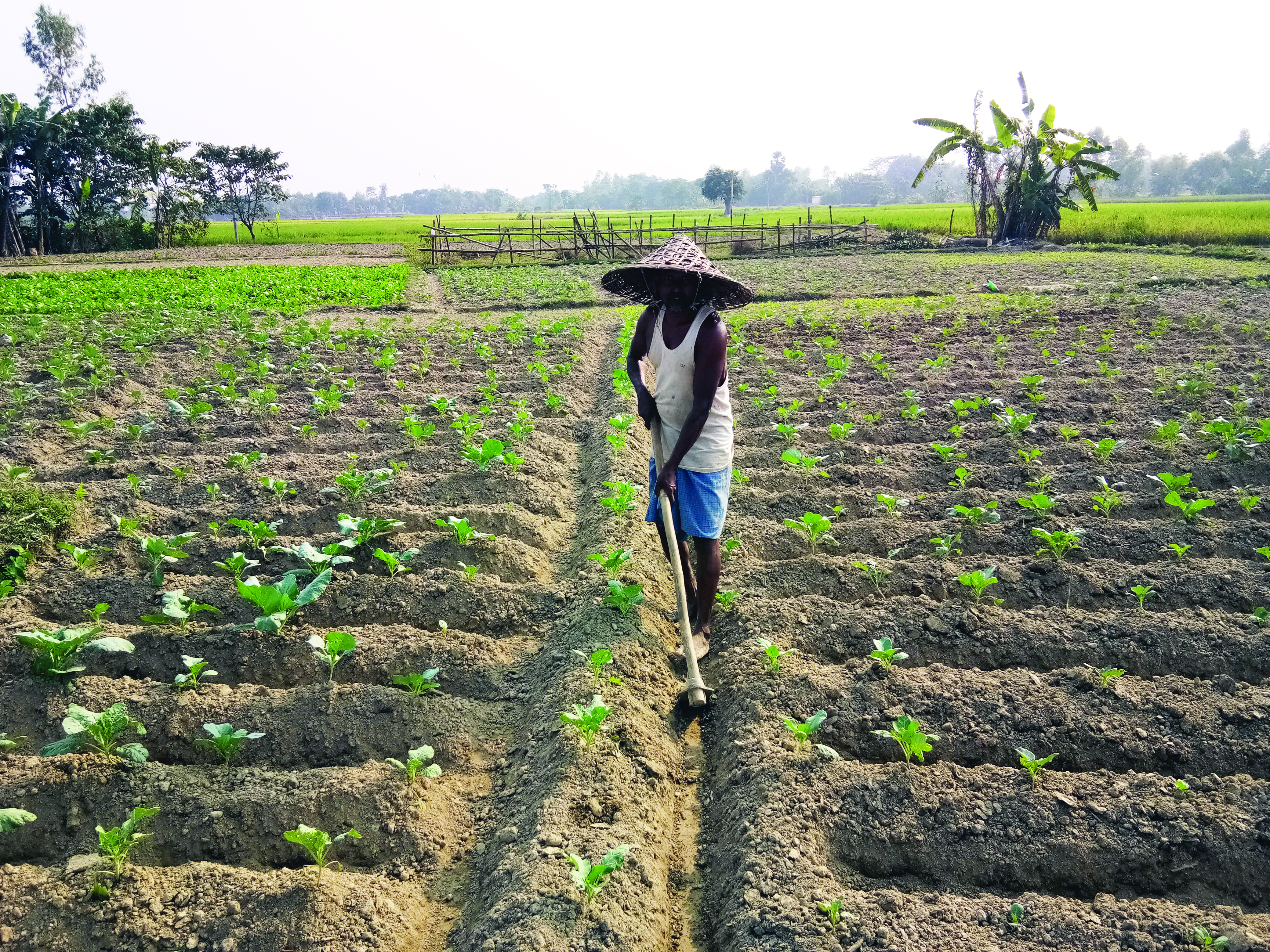 Balurghat village adopts organic farming