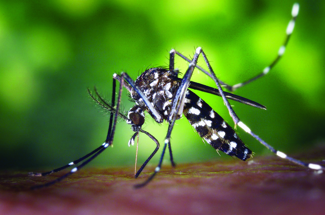 27-year-old dies of dengue in Darjeeling district