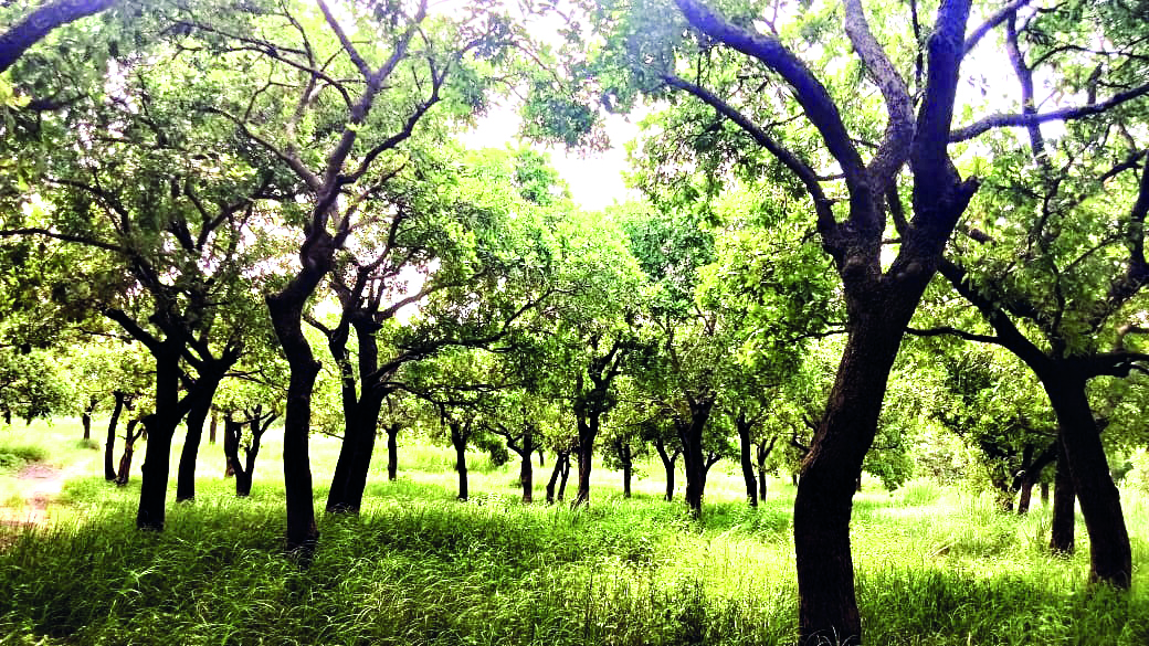 Diverse forest systems more effective in storing carbon than monocultures: Study