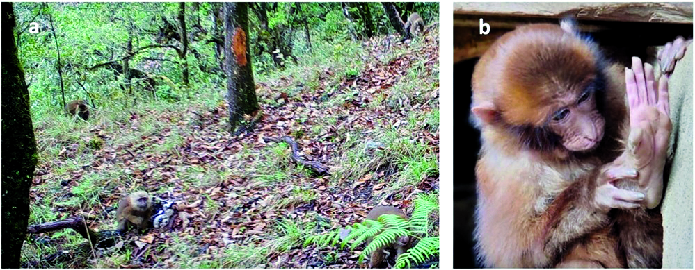 ZSI seeks nat’l advisory on usage of maps of ‘disputed regions’