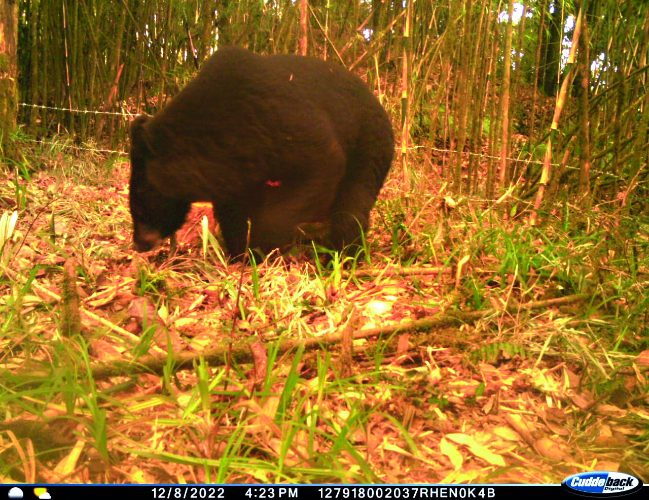 Himalayan Black Bear census underway in North Bengal