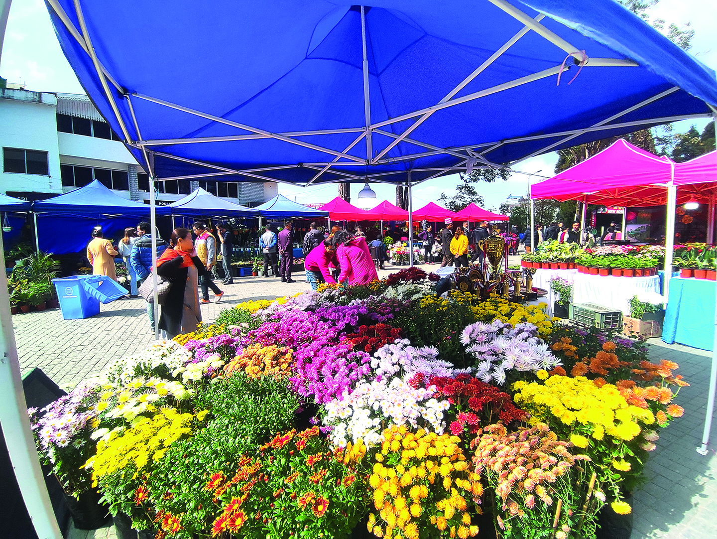 Floriculture emerges as excellent alternative source of livelihood in the Hills