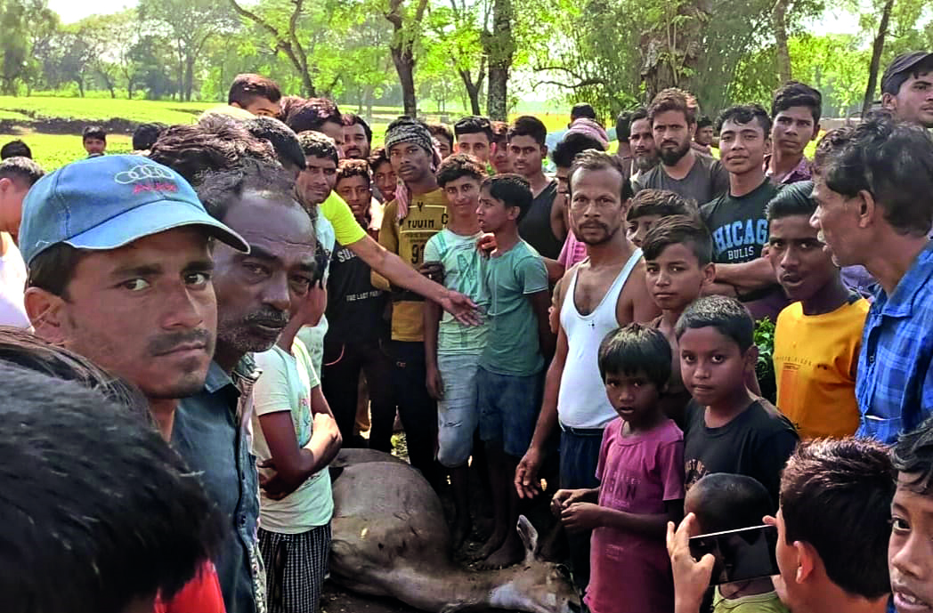 Raiganj: Forest officials recover body of Nilgai