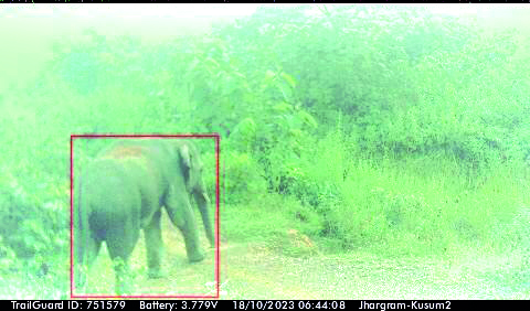 Forest dept uses AI to detect and track jumbo movement