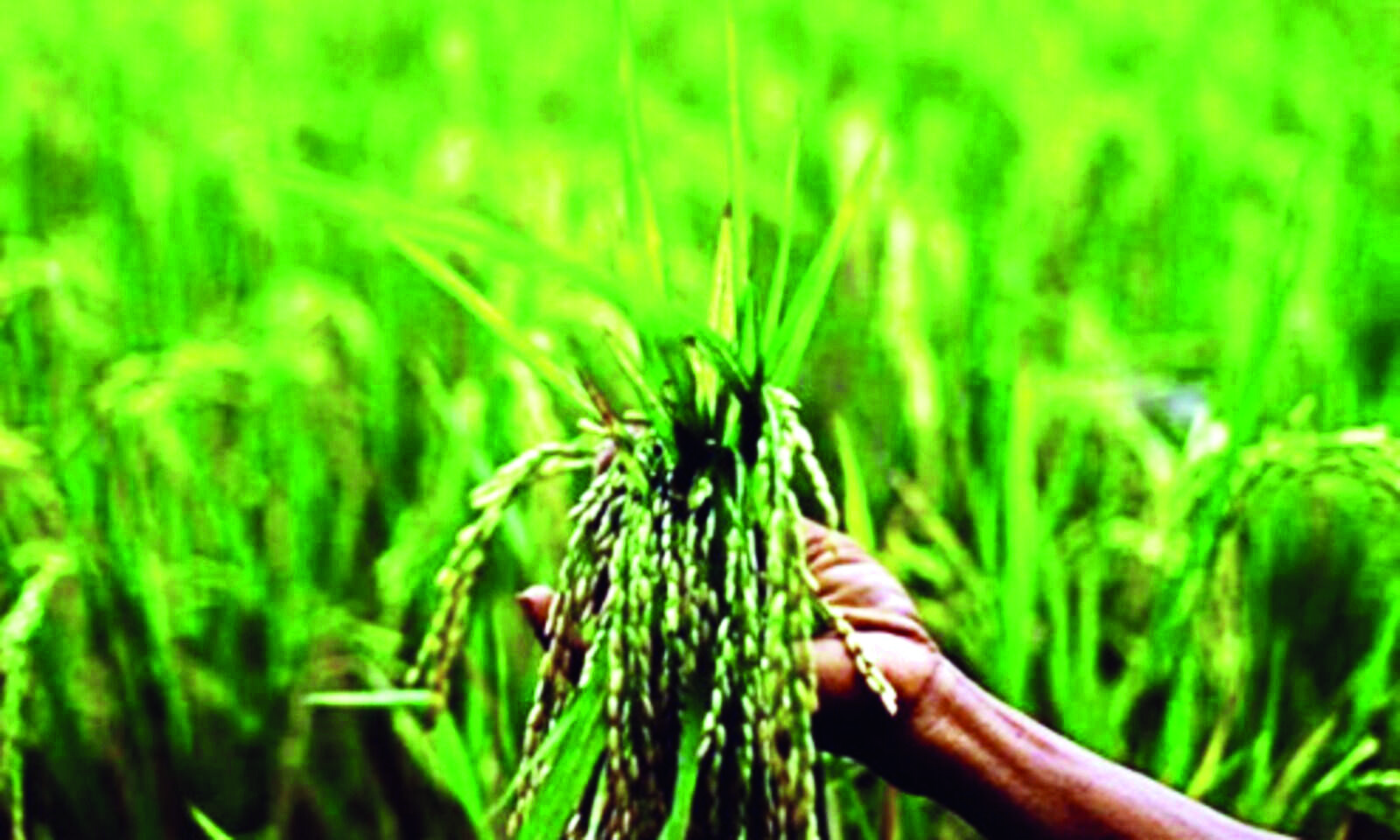 Hry disburses Rs 12,490 cr for paddy and Rs 805 cr for millet procurement Hry disburses Rs 12,490 cr for paddy and Rs 805 cr for millet procurement